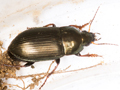 Amara similata